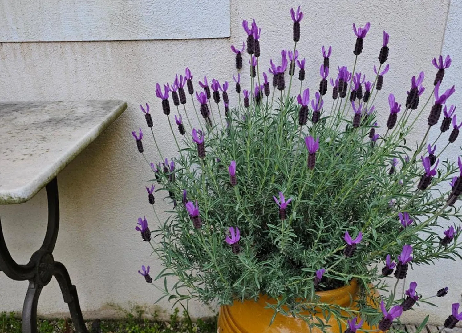 Gite Le Felibre Chateauneuf-les-Martigues Guest house